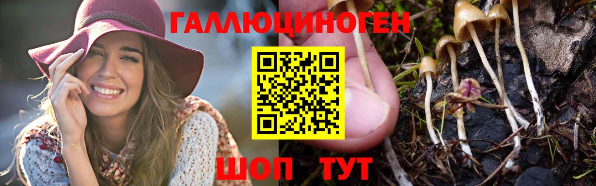Кыштым  Псилоцибиновые грибы Psilocybine cubensis  Вход с VPN 